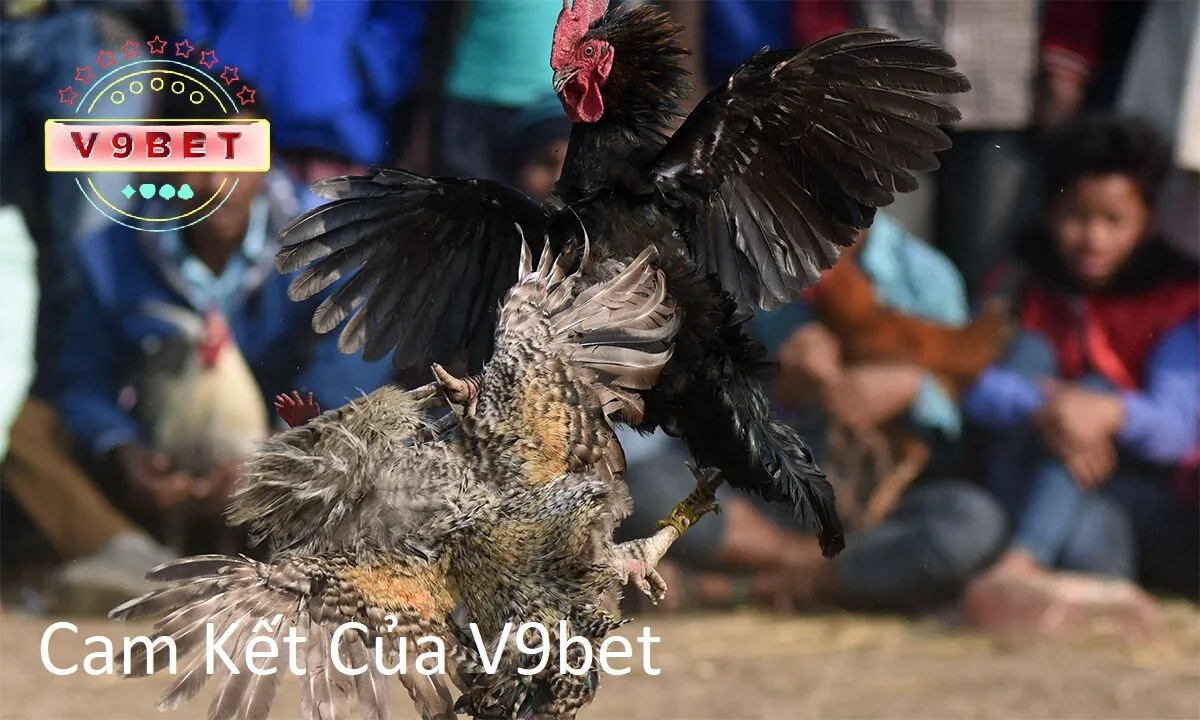 Giới Thiệu Nhà Cái V9bet 3 image1 5